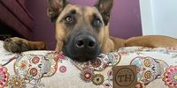 Nutzerfoto 3 Visco4Dogs GbR