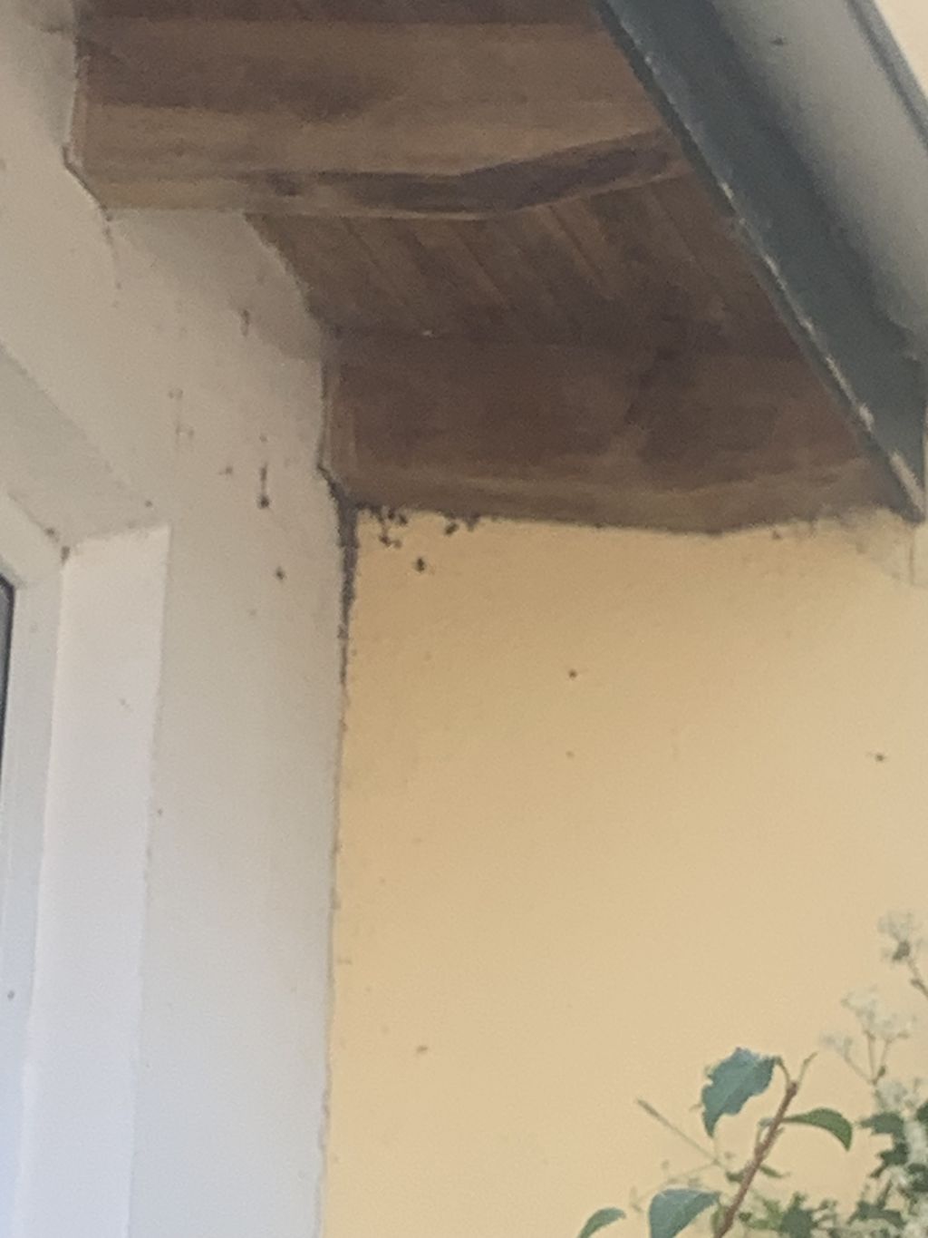 Nutzerfoto 1 Schädlingsbekämpfung Steffen Kracht