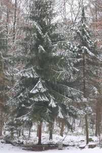 Winterwald