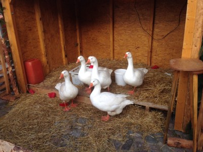 Gänse auf dem Gänsemarkt